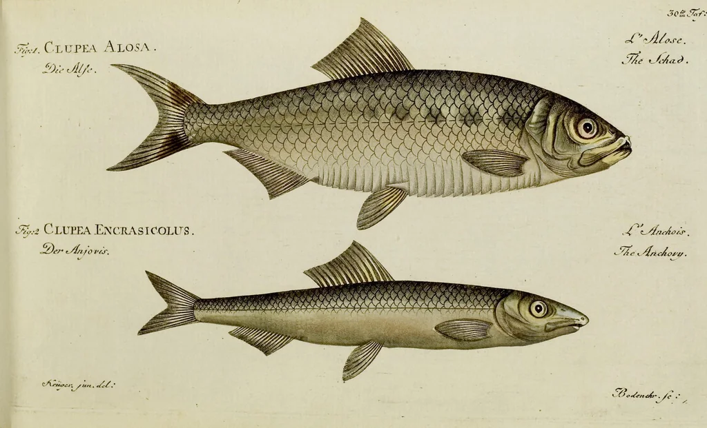 An illustration from (Tafeln), 1784, leaf 30