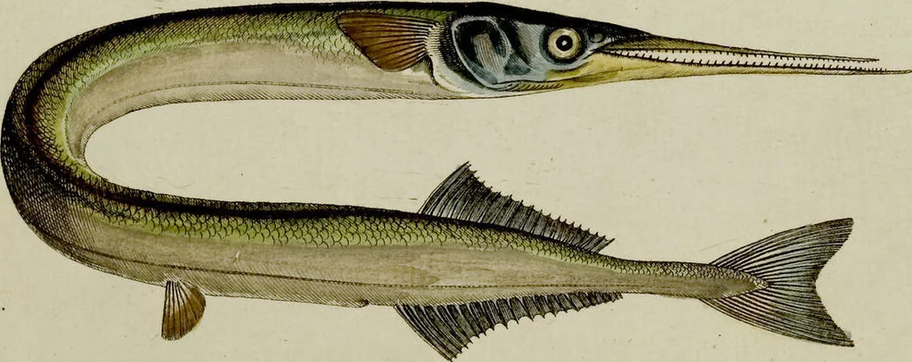 An illustration from (Tafeln), 1784, leaf 33