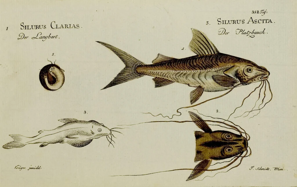 An illustration from (Tafeln), 1784, leaf 35