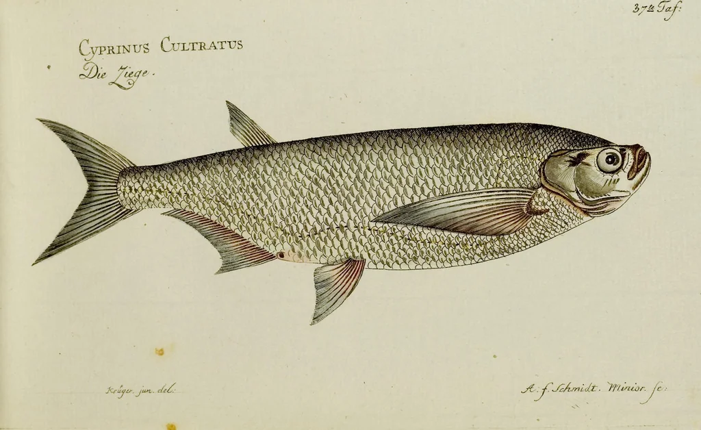 An illustration from (Tafeln), 1784, leaf 37