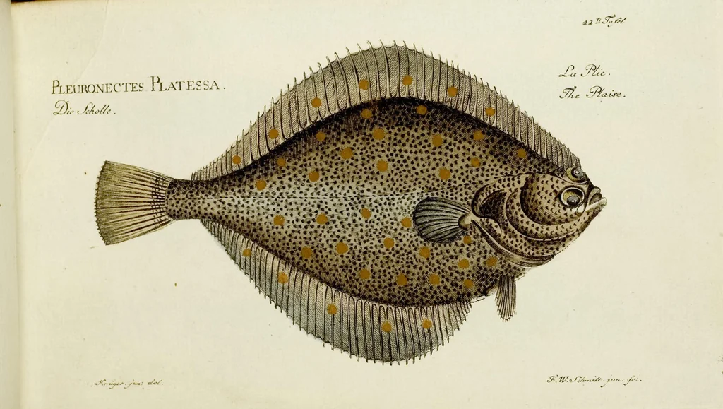 An illustration from (Tafeln), 1784, leaf 42
