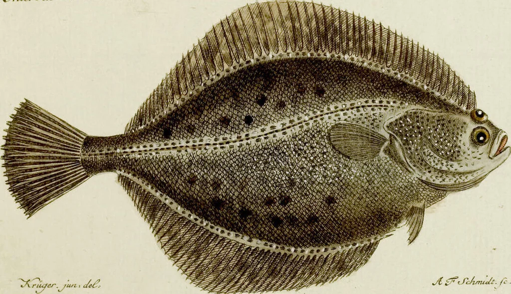 An illustration from (Tafeln), 1784, leaf 44