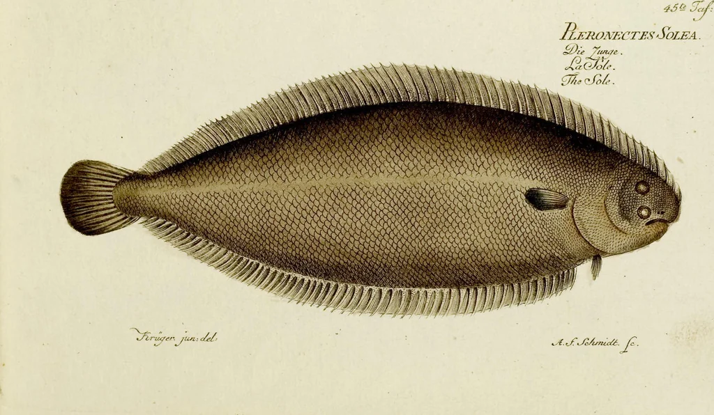 An illustration from (Tafeln), 1784, leaf 45