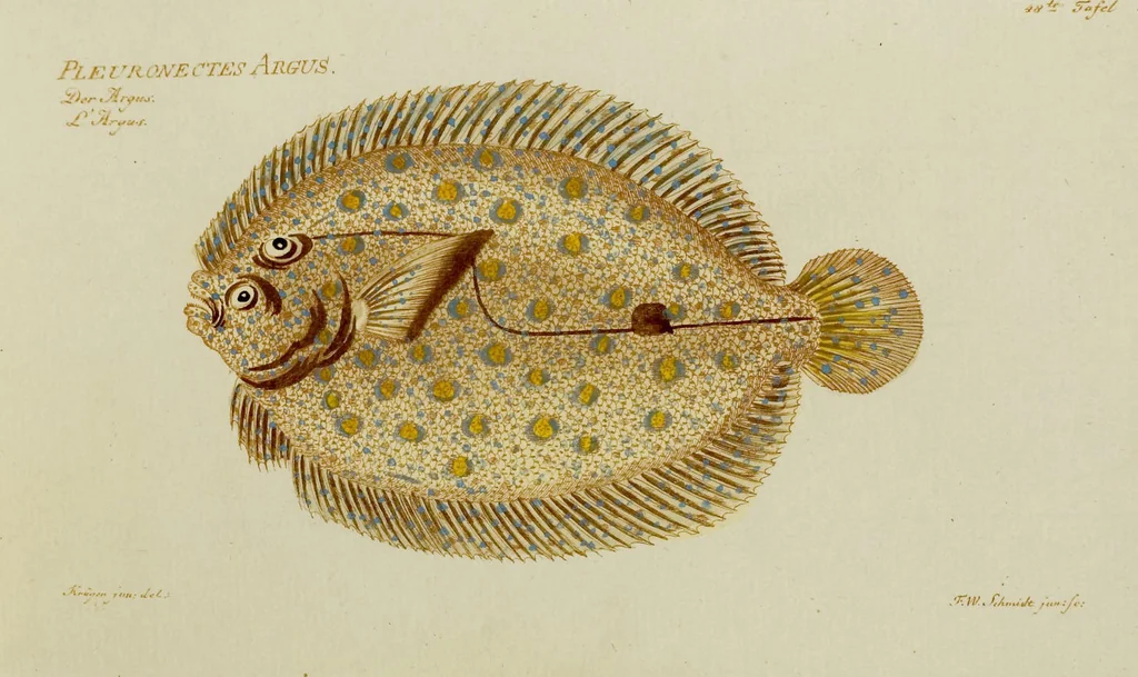 An illustration from (Tafeln), 1784, leaf 48