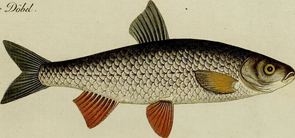 An illustration from (Tafeln), 1784, leaf 5