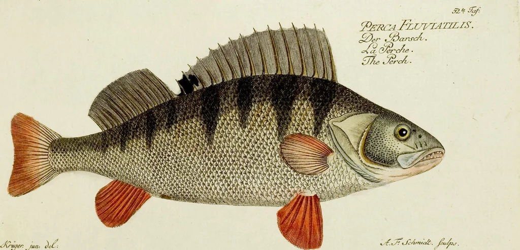 An illustration from (Tafeln), 1784, leaf 52