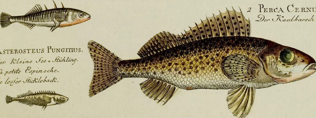 An illustration from (Tafeln), 1784, leaf 53