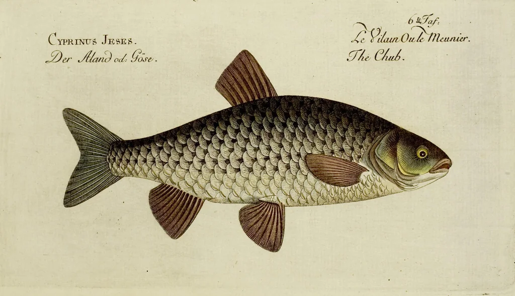 An illustration from (Tafeln), 1784, leaf 6