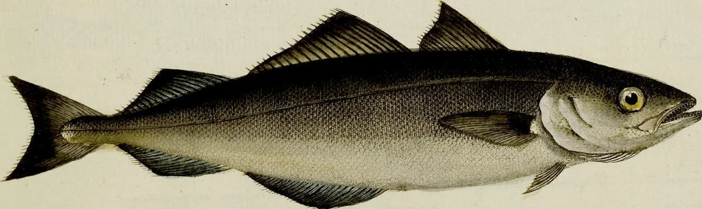 An illustration from (Tafeln), 1784, leaf 66