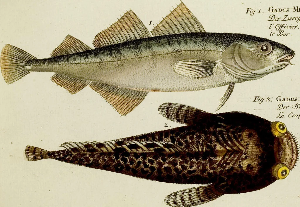 An illustration from (Tafeln), 1784, leaf 67