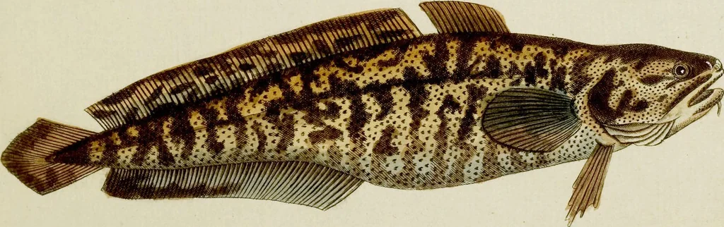 An illustration from (Tafeln), 1784, leaf 70