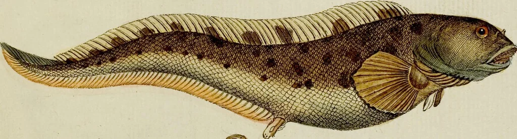 An illustration from (Tafeln), 1784, leaf 72