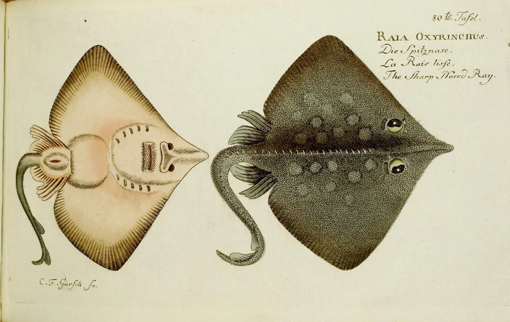 An illustration from (Tafeln), 1784, leaf 80
