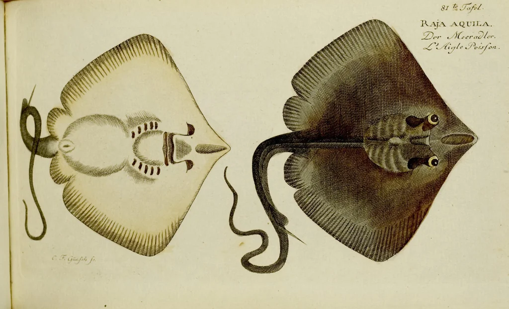 An illustration from (Tafeln), 1784, leaf 81