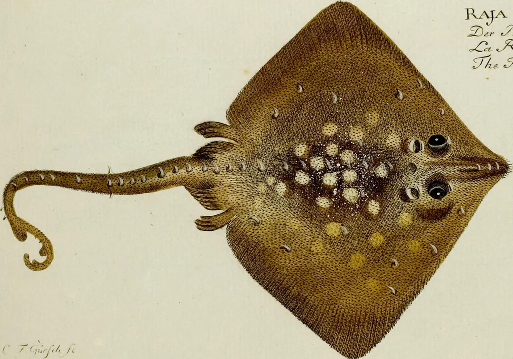 An illustration from (Tafeln), 1784, leaf 83