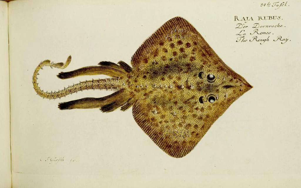An illustration from (Tafeln), 1784, leaf 84