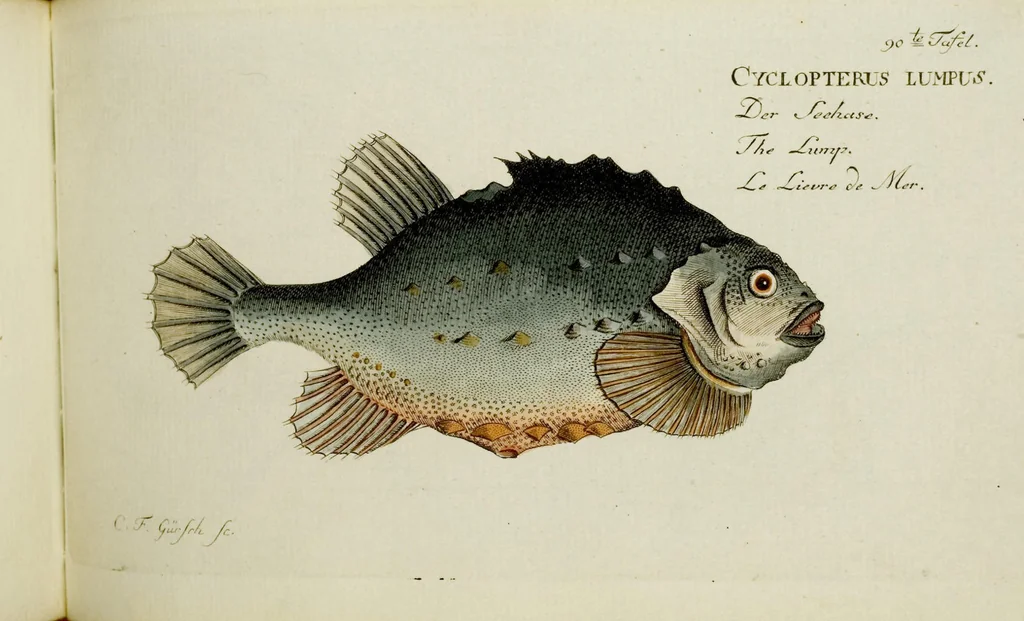 An illustration from (Tafeln), 1784, leaf 90