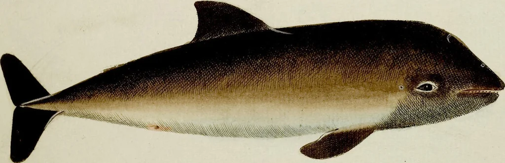 An illustration from (Tafeln), 1784, leaf 92
