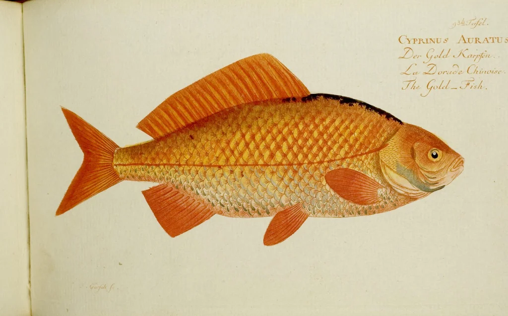 An illustration from (Tafeln), 1784, leaf 93