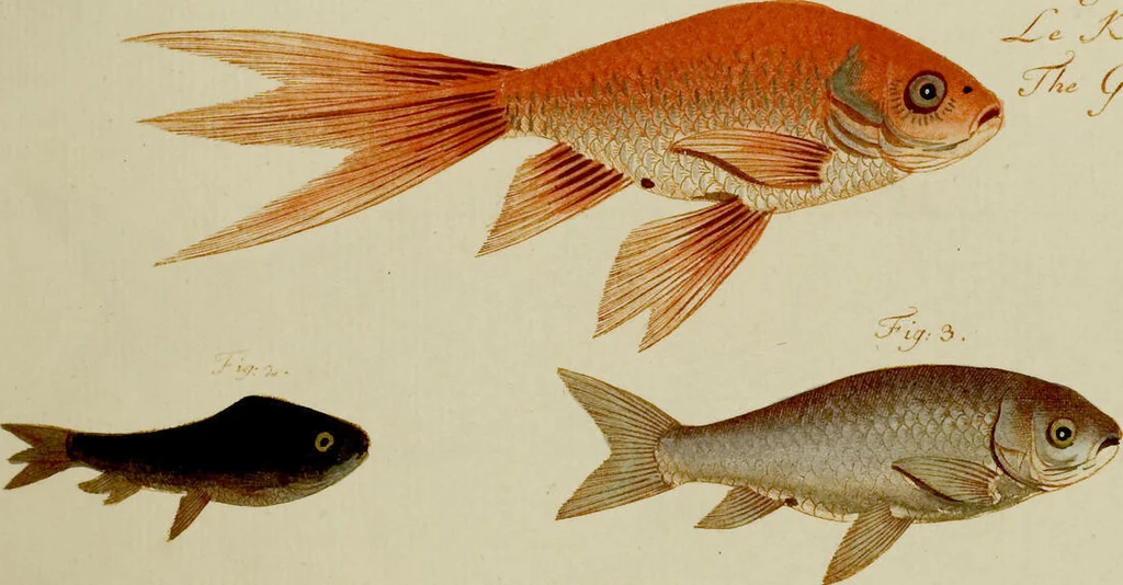 An illustration from (Tafeln), 1784, leaf 94