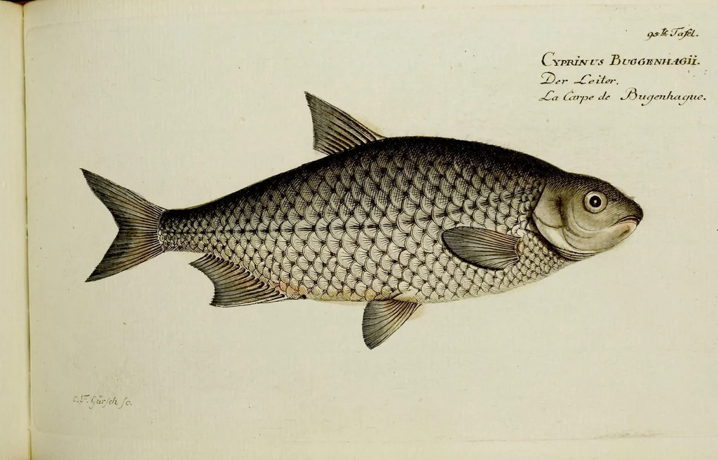 An illustration from (Tafeln), 1784, leaf 95