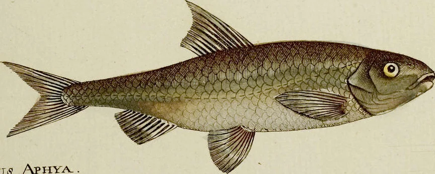 An illustration from (Tafeln), 1784, leaf 97