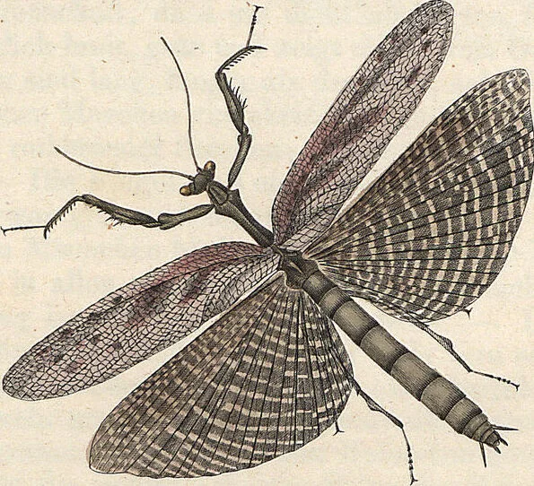 An illustration from Orthoptera: Cum Tabulis LX Coloratis, 1841, leaf 114