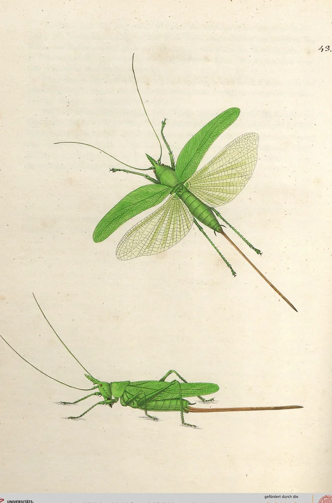 An illustration from Orthoptera: Cum Tabulis LX Coloratis, 1841, leaf 129