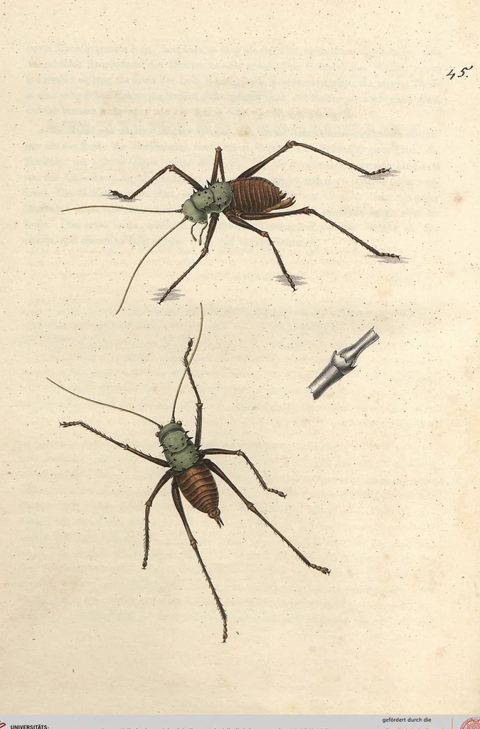An illustration from Orthoptera: Cum Tabulis LX Coloratis, 1841, leaf 135