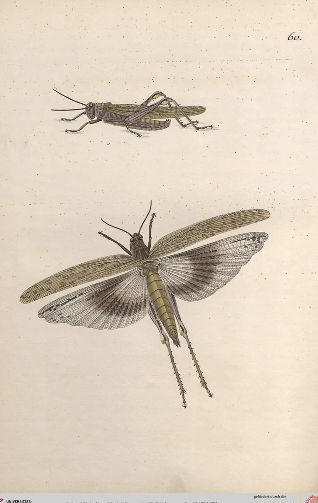 An illustration from Orthoptera: Cum Tabulis LX Coloratis, 1841, leaf 179