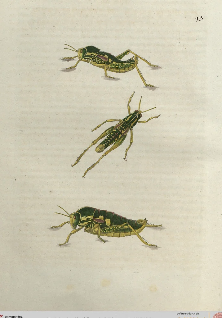 An illustration from Orthoptera: Cum Tabulis LX Coloratis, 1841, leaf 45