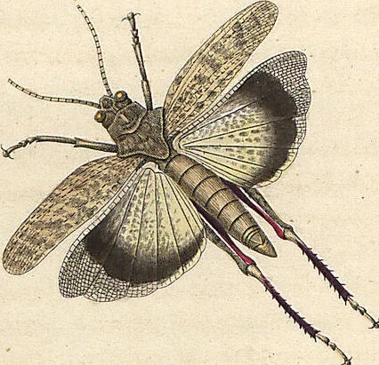 An illustration from Orthoptera: Cum Tabulis LX Coloratis, 1841, leaf 73