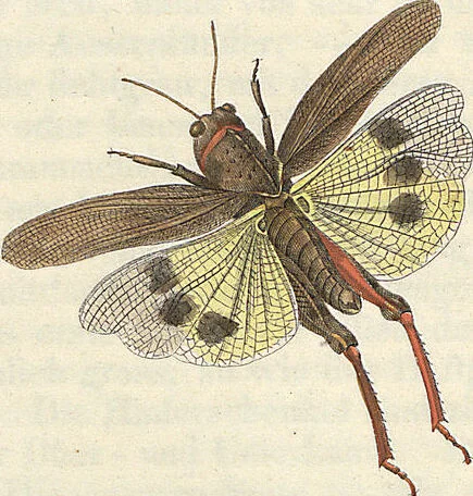 An illustration from Orthoptera: Cum Tabulis LX Coloratis, 1841, leaf 76