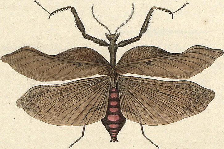 An illustration from Orthoptera: Cum Tabulis LX Coloratis, 1841, leaf 89