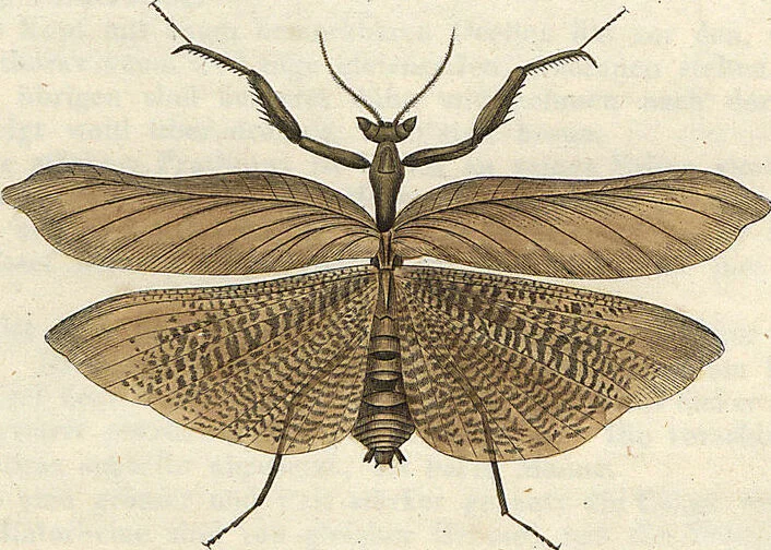 An illustration from Orthoptera: Cum Tabulis LX Coloratis, 1841, leaf 92