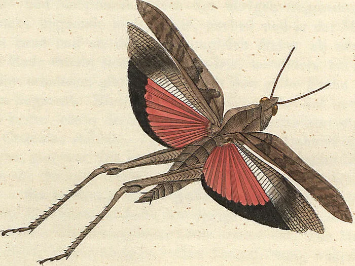 An illustration from Orthoptera: Cum Tabulis LX Coloratis, 1841, leaf 98