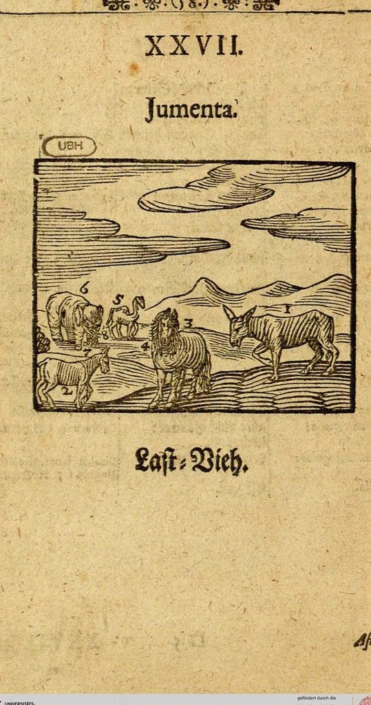An illustration from Joh. Amos Comenii Orbis Sensualium Pictus: Hoc est: Omnium fundamentalium in mondo rerum, & in vita actionum, Pictura & Nomenclatura, 1698, leaf 60