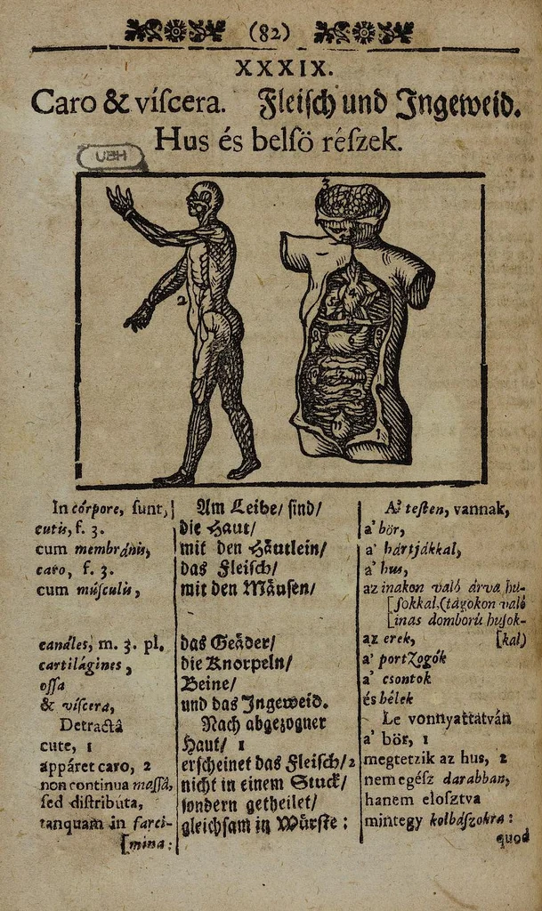 An illustration from Joh. Amos Comenii Orbis Sensualium Pictus Trilinguis: Hoc est: Omnium fundamentalium in mundo rerum, & in vita actionum, Pictura & Nomenclatura Latina, Germanica & Hungarica, Cum Titulorum juxta atque Vocabulorum Indice, 1708, leaf 100