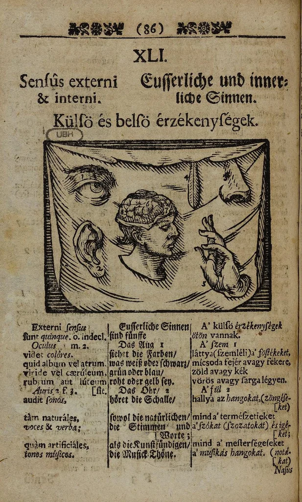 An illustration from Joh. Amos Comenii Orbis Sensualium Pictus Trilinguis: Hoc est: Omnium fundamentalium in mundo rerum, & in vita actionum, Pictura & Nomenclatura Latina, Germanica & Hungarica, Cum Titulorum juxta atque Vocabulorum Indice, 1708, leaf 104