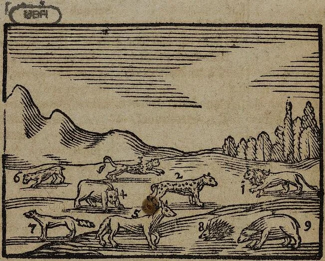 An illustration from Joh. Amos Comenii Orbis Sensualium Pictus Trilinguis: Hoc est: Omnium fundamentalium in mundo rerum, & in vita actionum, Pictura & Nomenclatura Latina, Germanica & Hungarica, Cum Titulorum juxta atque Vocabulorum Indice, 1708, leaf 80