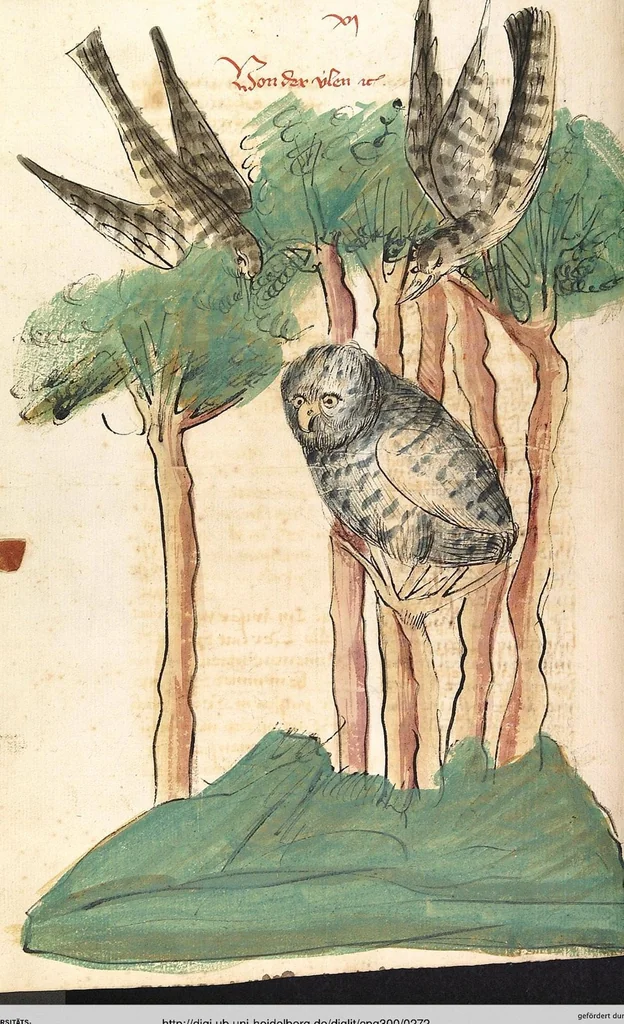 An illustration from Das Buch der Natur, 1442, leaf 272