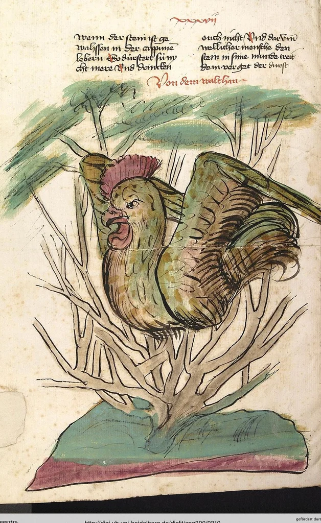 An illustration from Das Buch der Natur, 1442, leaf 310