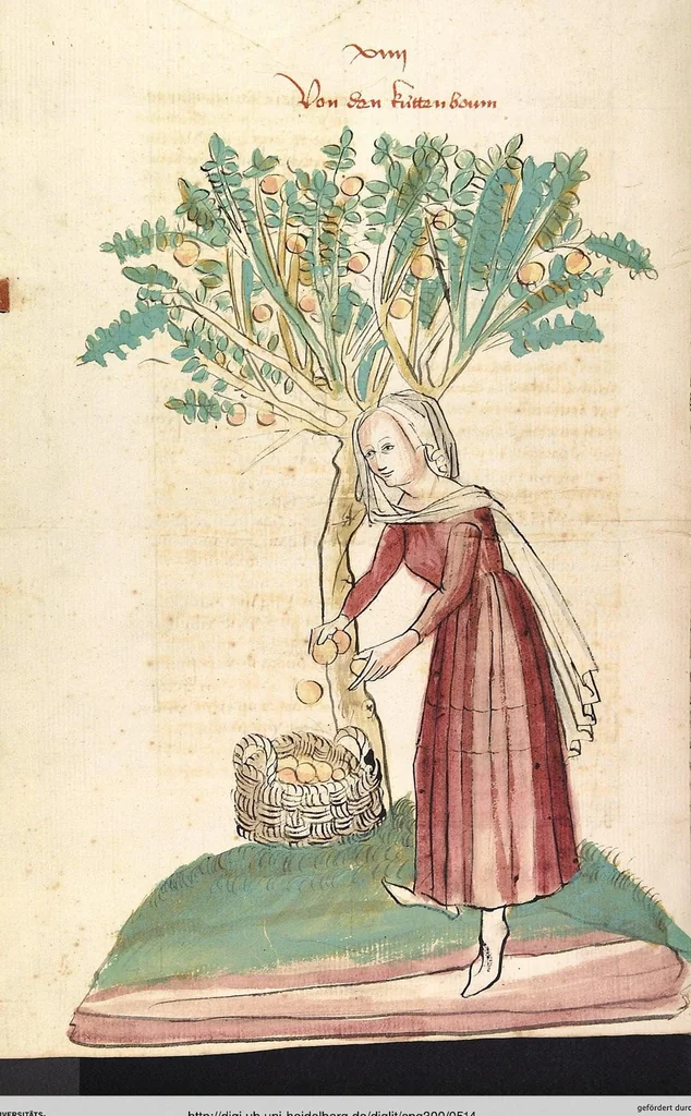 An illustration from Das Buch der Natur, 1442, leaf 514