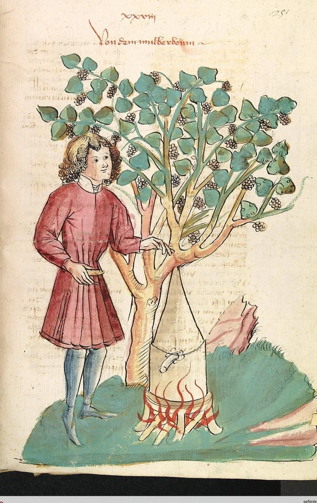 An illustration from Das Buch der Natur, 1442, leaf 529