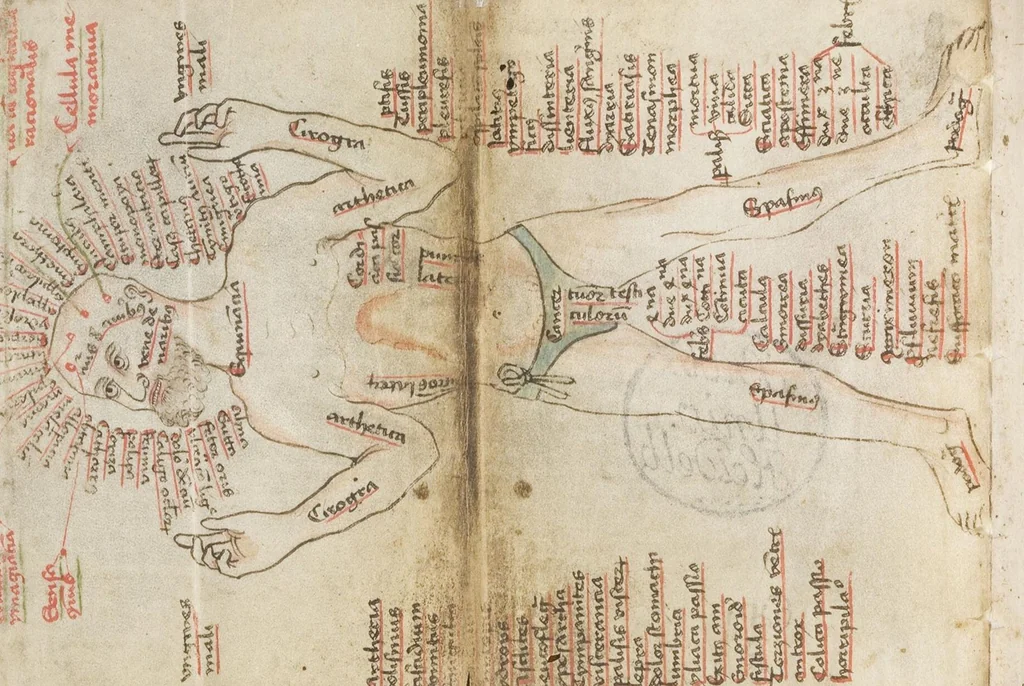 An illustration from Medizinische Traktate und Rezepte, 1450, leaf 8
