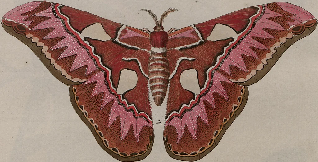 An illustration from (Band 1, Tafeln): De plaaten I - XCVI, 1779, leaf 10