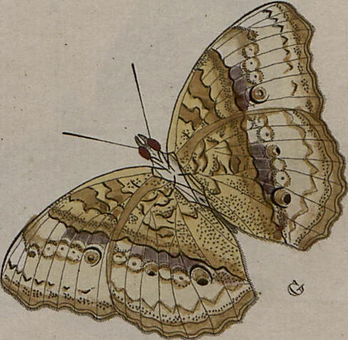 An illustration from (Band 1, Tafeln): De plaaten I - XCVI, 1779, leaf 10