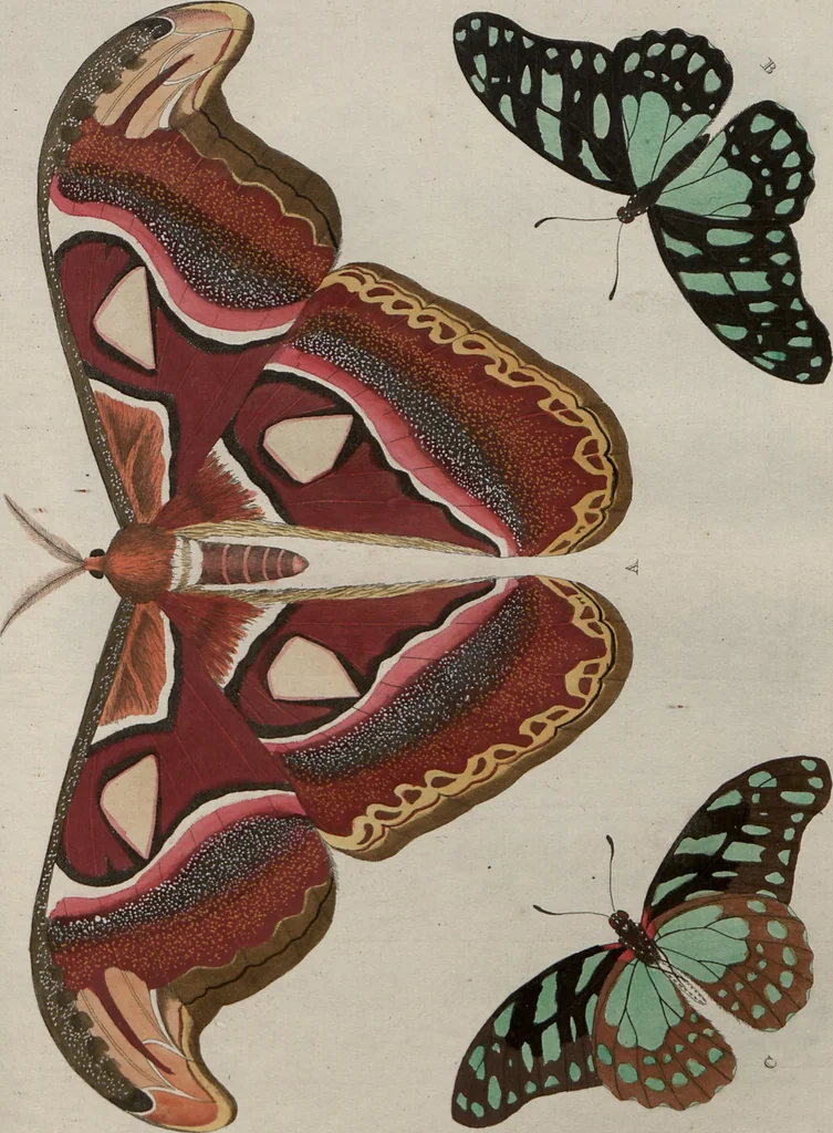 An illustration from (Band 1, Tafeln): De plaaten I - XCVI, 1779, leaf 11