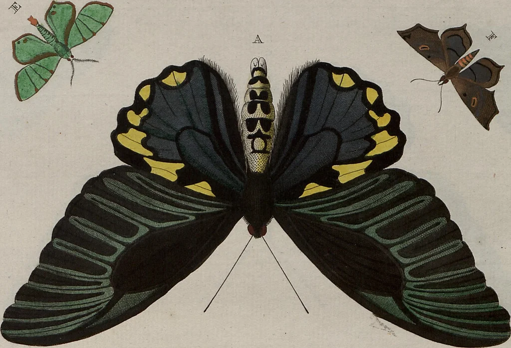 An illustration from (Band 1, Tafeln): De plaaten I - XCVI, 1779, leaf 12