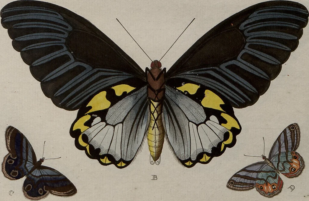 An illustration from (Band 1, Tafeln): De plaaten I - XCVI, 1779, leaf 12